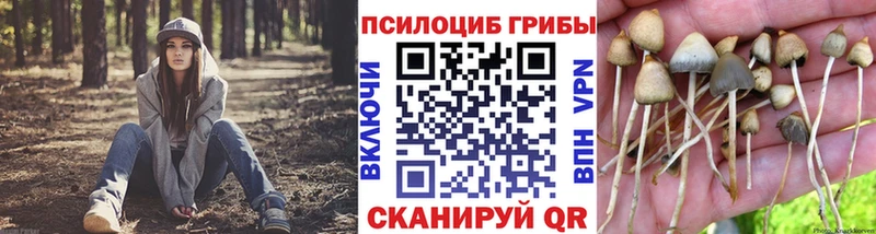 хочу   Краснодар  Псилоцибиновые грибы Psilocybe 